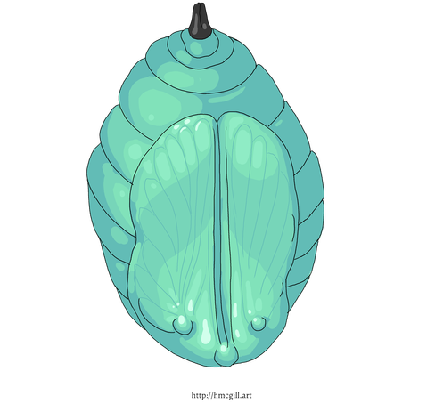 A big fat monarch butterfly caterpillar cocoon. It is hard, shiny, and ridged, colored in seafoam green. It has a little black stem at the top and the wings are clearly visible against the shell. Watermark: http://hmcgill.art.