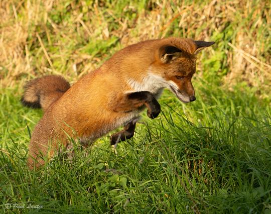 Pouncing fox