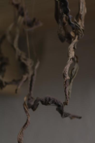 Dried remains of leaves of a plant hanging down. The overall color is brownish, greenish. The leaves are long, curled and shriveled.
The pictures play with shallow depth of field, having some leaves in focus while others step into the background because the are not sharp. All creating a sense of depth.