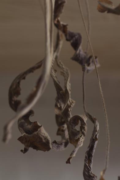 Dried remains of leaves of a plant hanging down. The overall color is brownish, greenish. The leaves are long, curled and shriveled.
The pictures play with shallow depth of field, having some leaves in focus while others step into the background because the are not sharp. All creating a sense of depth.