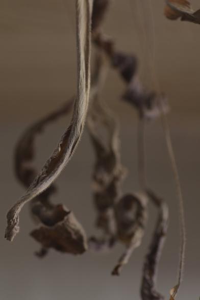 Dried remains of leaves of a plant hanging down. The overall color is brownish, greenish. The leaves are long, curled and shriveled.
The pictures play with shallow depth of field, having some leaves in focus while others step into the background because the are not sharp. All creating a sense of depth.