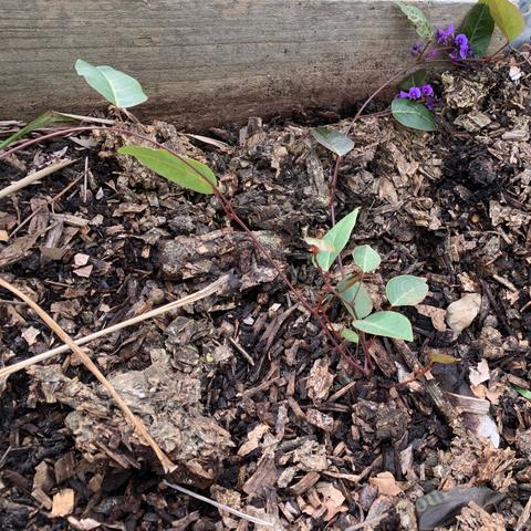 A newly planted Hardenbergia seedlings with small purple flowers