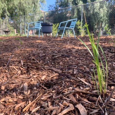 Close up of a grass seedling planted into wood mulch with garden furniture in the background