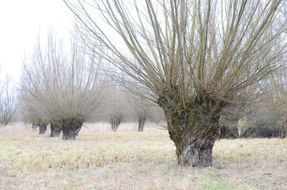 Alberi di salice dall'aspetto particolarmente distintivo in una radura, i loro rami sottili orientati a formare una corona che si staglia contro il bianco cielo.