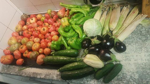 Contenido de la cesta de la semana sobre una encimera.
De izquierda a derecha, un montón de tomates y otro de pimientos verdes (italianos y gordos), calabacines, pepinos blancos y verdes, berenjenas negras, un repollo pequeño. y varias mazorcas de maíz.