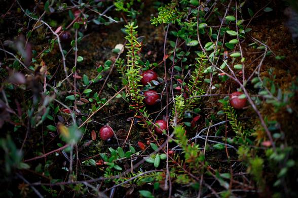 A few red cranberries on moss amongst green vegetation.
