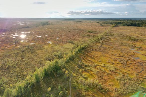 Aerial photo of a large marshland. A line of trees and duckboards crossing diagonally through the swamp.