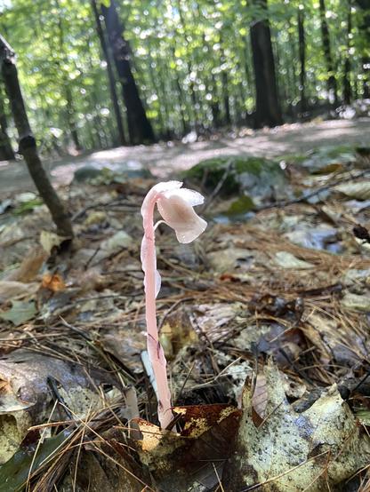 A ghost pipe growing from the leaf litter on a forest floor. It's translucent pink, with a stalk that goes straight up and a flower that hangs down at the top.