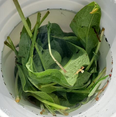 Green comfrey leaves & stems immersed in water, in a white bucket.