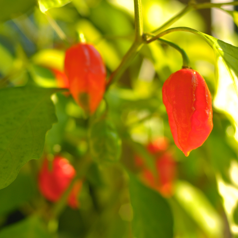 Ghost Peppers have turned reddish orange