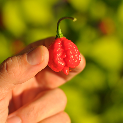 the first Carolina Reaper to appear has now turned bright orange (I picked it)
