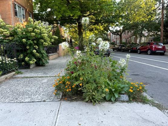 A tree pit on a residential city street is overgrown with wild flowers.