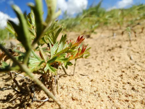 Plants growing in the sand dunes close to Hustai National Park in Mongolia