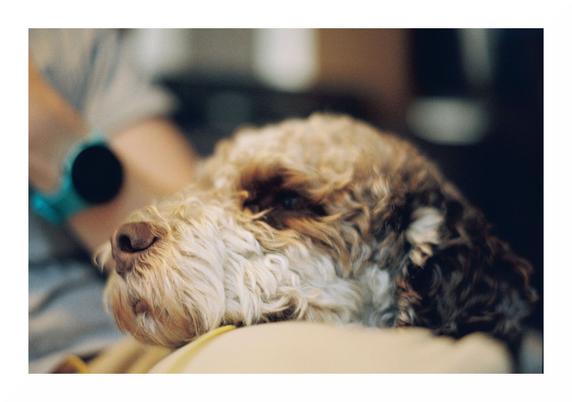 A close-up photo of a fluffy and curly-haired, white and brown dog with brown eyes and floppy ears, who has laid his head on someone's leg on the couch. He looks either comfortable or just bored. Everything but the dog's muzzle is out of focus.