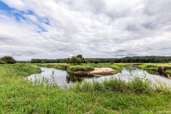 Eine grüne Wiese mit Wasser in der Ueckermünder Heide.