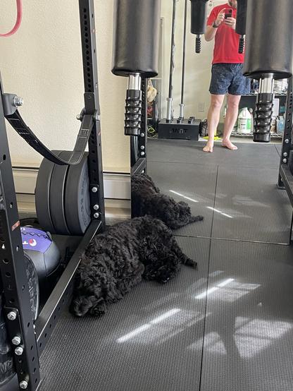 The image shows a home gym with a black dog resting on the floor. In the background, a person can be seen taking a selfie in a mirror, wearing a red shirt and blue shorts. Gym equipment, including weight plates are also visible.