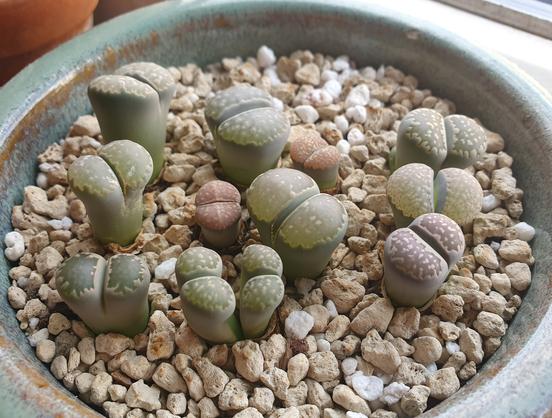 Douze petite plantes grasses toutes rondes dans des tons gris-vert, brun, violet, dans un pot rond au sol recouvert de pierre ponce