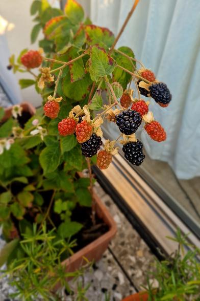 Mini-Brombeerstrauch im Blumenkasten auf dem Balkon mit mehreren reifen und unreifen Fruchtständen. Von unten ragen Rosmarinzweige ins Bild