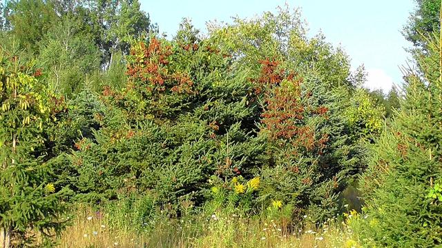 Probably Spruce trees that have produced a plethora of cones this year.