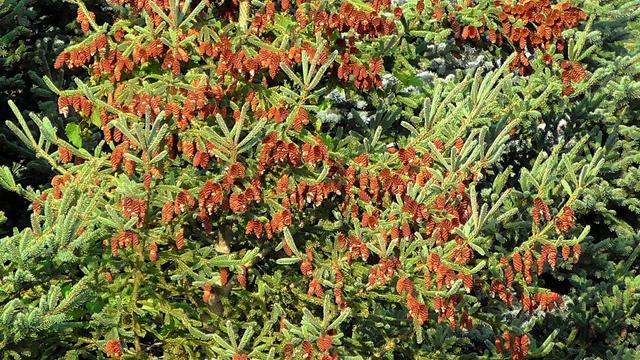 A bit closer view of the Spruce trees and all their cones. These are not large trees, maybe 10 to 15 feet tall.