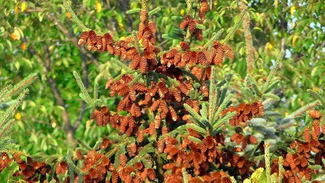 An even closer view showing more cone detail and how they are packed together.