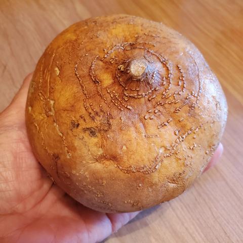 One large jicama tuber.