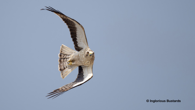 Booted Eagle ©️ Inglorious Bustards