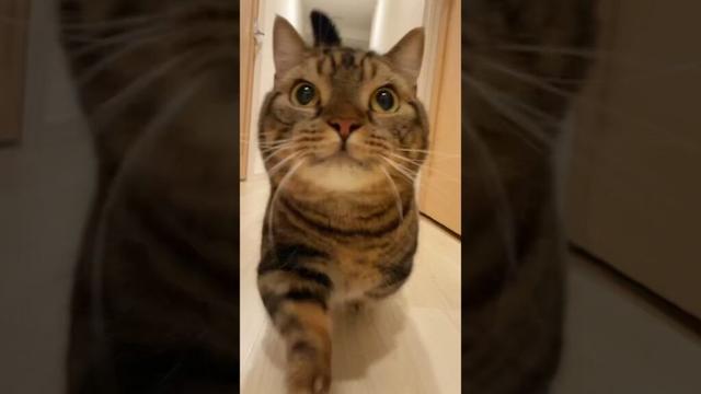 しかのこのこのここしたんたん