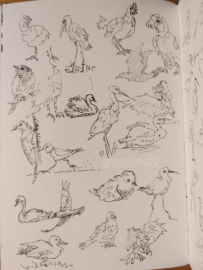 Black Fineliner on paper. 

Various quick sketches of birds.