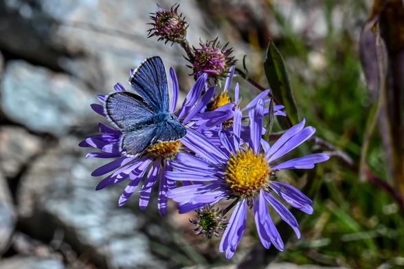 A Blue butterfly alights onto purple blue aster flowers.
Butterfly grouped into genus Plebejus, known as the Blues