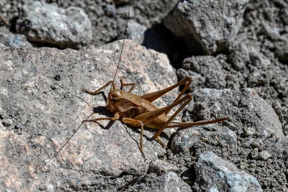 A shield-backed katydid rests on a rocky surface. The katydid is brown-colored.