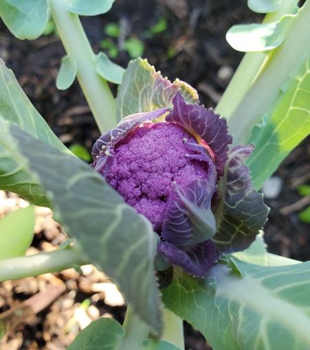 Baby purple cauliflower.