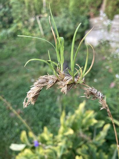 Zu sehen ist eine vertrocknete Grasähre aus der heraus wieder Gras sprießt.