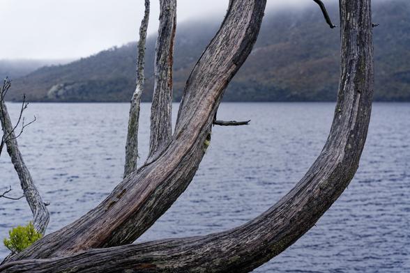 A dead tree fills most of the foreground, the texture of the bark is clear. A few small tufts of moss grow on the trunk. The background is filled with water of the lake, and the mountain with low clouds.