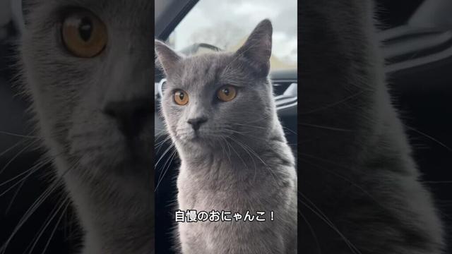シャルトリューの可愛さと魅力を1分で解説！#シャルトリュー #chartreux #shorts