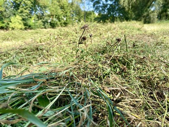 Ein Streifen frisch gemähtes Wiesenheu zum Trocknen auf der Wiese der Flutmulde ausliegt. Im Hintergrund ein paar Bäume und Sträucher.