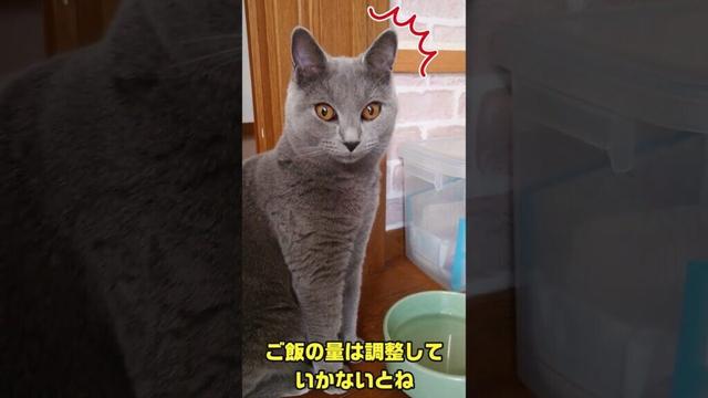 【猫動画】去勢手術から3日経ったシャルトリュー #shorts #猫 #ネコ #シャルトリュー  #cat  #ねこ #子猫