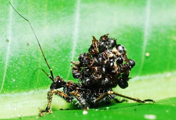 acanthaspis-petax-la-punaise-assassine-a-la-carapace-de-cadavres-1