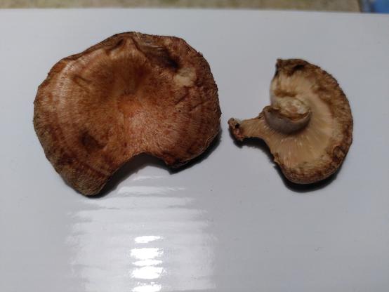 Bolet, tant podria ser un rovelló com un bolet de cabra