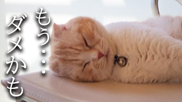 物価高で爆買いして破産しそうです...