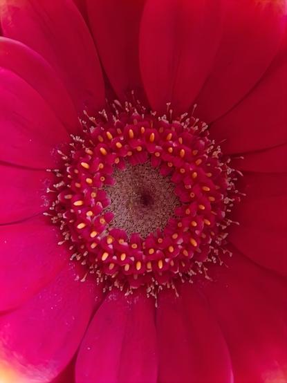 A close-up of a beautiful pink flower. The petals are a vibrant shade of pink, radiating outwards from the center. The middle of the flower is quite detailed, with numerous small, yellow-tipped stamens surrounding a central darker area that has speckled details.