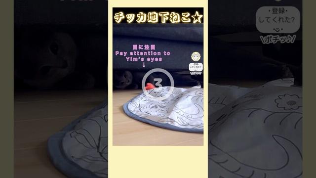 【ちと怖い】地下(🛋の下)でチッカチカな猫🐈‍⬛ Pay attention to eyes #猫 #cat #シャルトリュー #chartreux #ホラー #horror #アンダーグラウンド