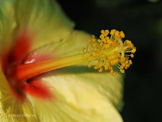 Close up of a yellow hibiscus flower.  The very center of the flower is red, with a long yellow style, against a dark out of focus background.