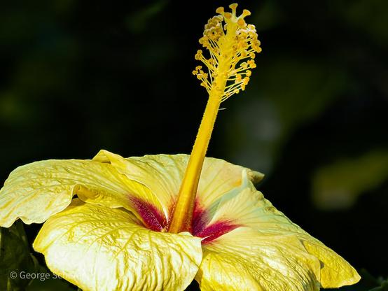 Close up of a yellow hibiscus flower.  The very center of the flower is red, with a long yellow style, against a dark out of focus background.