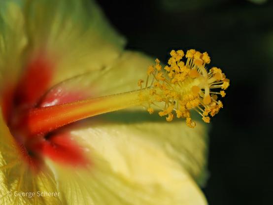 Close up of a yellow hibiscus flower.  The very center of the flower is red, with a long yellow style, against a dark out of focus background.