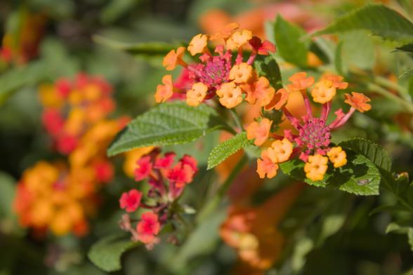 Red and orange flowers in the sun