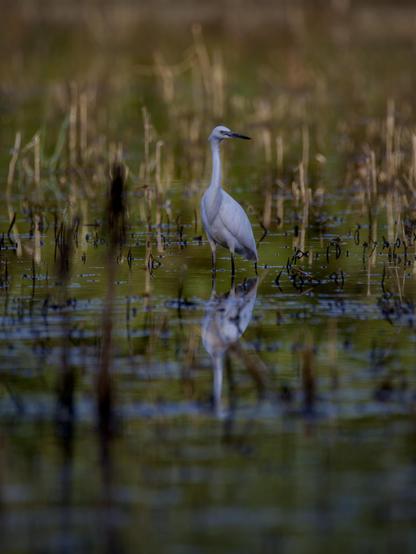 Un airone bianco sta dritto in piedi nella verde acqua palustre, circondato da canne e altre piante acquatiche
