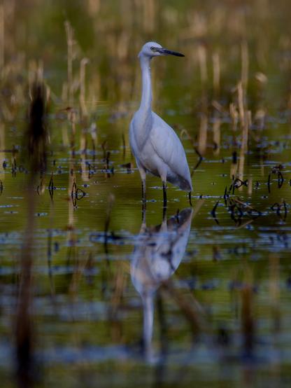 Un airone bianco sta dritto in piedi nella verde acqua palustre, circondato da canne e altre piante acquatiche