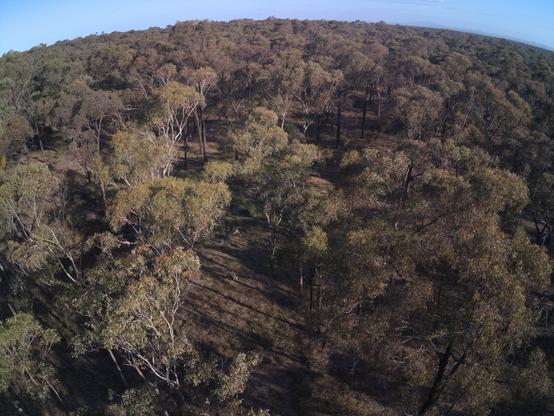 Recovering Box Ironbark woodland on Djandak  (Dja Dja Wurrung country) near Bendigo