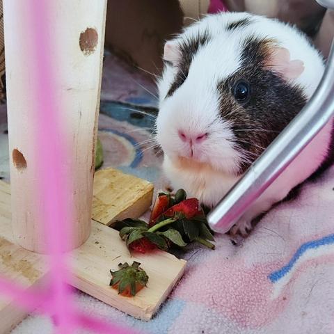 Pikelet, a pretty brown and white guinea pig, standing over some strawberry tops and looking at me. She's judging.